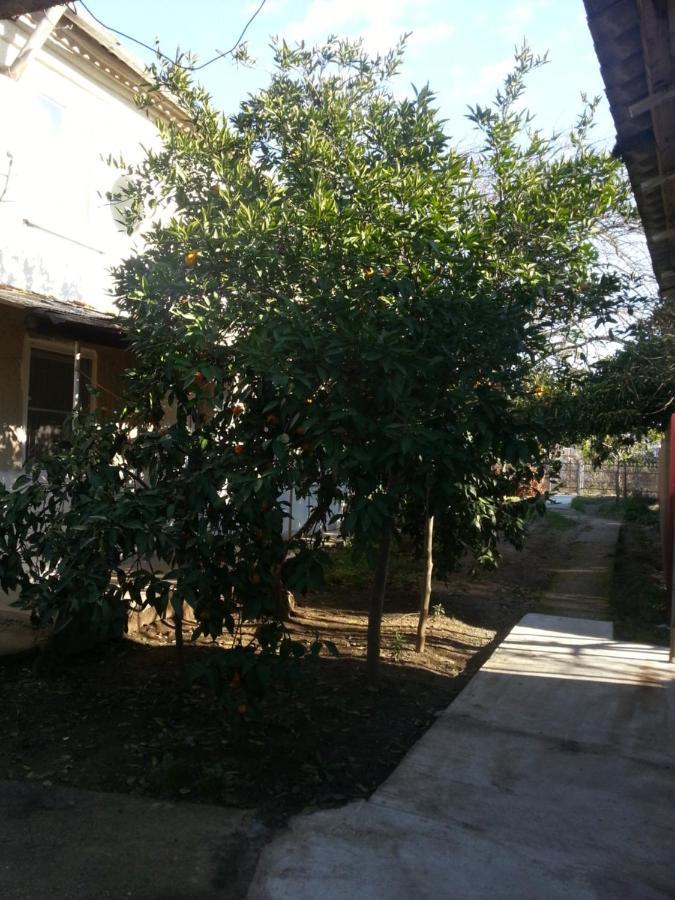 بيزوندا Guest House Yuzhnaya Palmira المظهر الخارجي الصورة